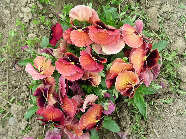 pansy in flower